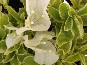 Bougainvillea Purity