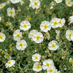 Helianthemum 'The Bride' 9cm