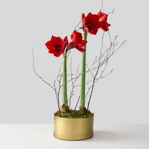 Two Red Amaryllis Bulbs in Gold Deco